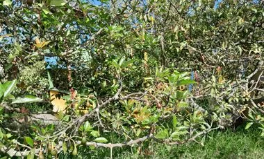 Terreno en venta en Guayllabamba — imagen 4