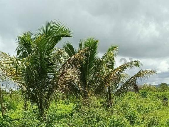 Venta de Una Hectárea en El Sitio Manantiales de Montecristi Lista Para Fincar, Manabí — imagen 5