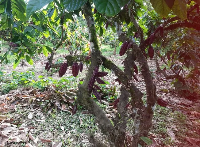 Terreno en venta en Puerto Quito — imagen 3