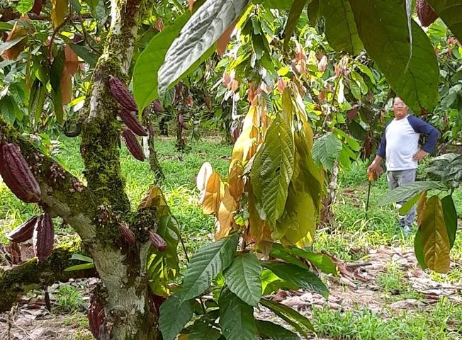 Terreno en venta en Puerto Quito — imagen 2