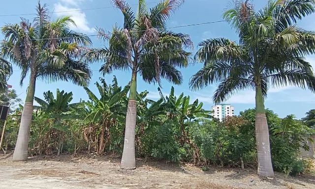 Foto de Vendo Lindo Terreno de 1800 m² en Tonsupa, Av del Pacífico, Acepto Ofertas