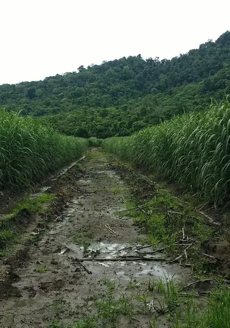 Foto de Vendo Terreno Finca, Guayas