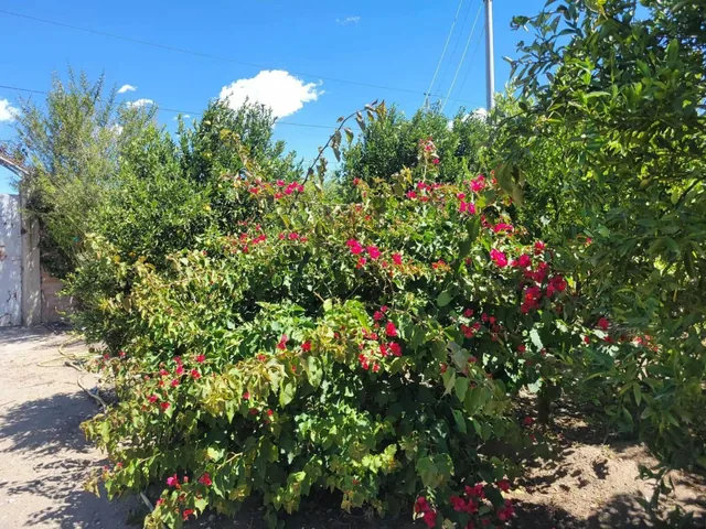 Foto de Lote con Arboles Frutales en Venta - Sector Tanda - Vía Ibarra.