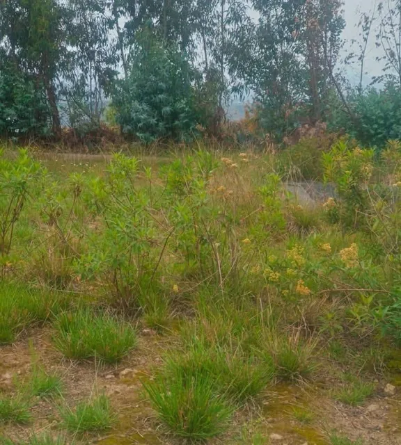 Foto de Terreno de Venta Sector Lampata 3500 m², Tungurahua