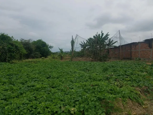 Foto de Terreno de Venta en Montecristi Sitio Toalla Chica, Manabí