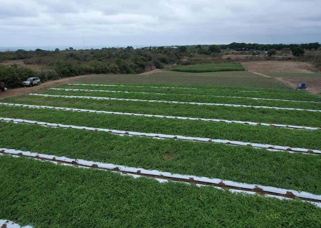 Foto de ¡Oportunidad de Inversión Agrícola! Finca en Venta – 114 Hectáreas Productivas, Manabí
