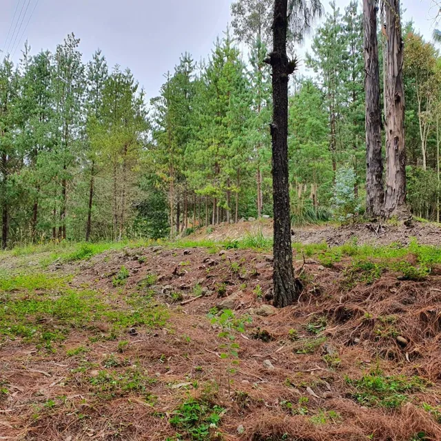Foto de 10 Hectáreas de Terreno en Venta en Sector Guagualzhumi, Azuay