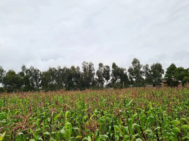 Foto de Terreno en Venta en Malchingui, Pedro Moncayo, Norte de Guayllabamba