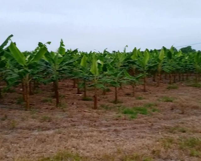 Foto de ¡Oportunidad de Inversión Agrícola! Finca en Venta – 74 Hectáreas Productivas, Manabí