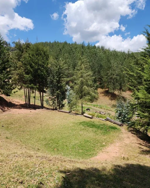 Foto de Venta de Terreno de 8 Hectáreas con Bosque de Pino en Tutupali, Azuay