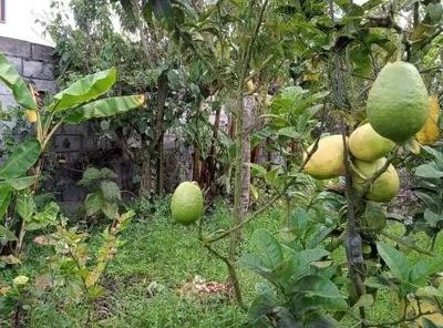 Foto de Se Vende Terreno Plano Sector Garcia Moreno San Pedro de Pelileo, Tungurahua