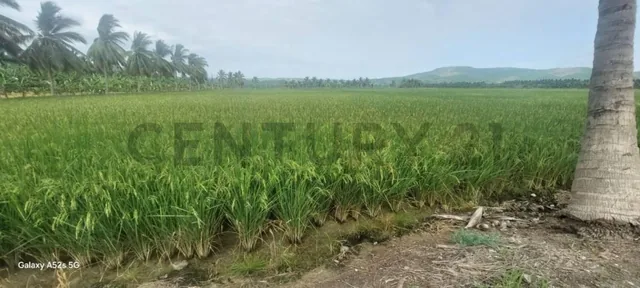 Foto de Venta de Hermoso Terreno en Sosote, Rocafuerte Para Cultivo de Ciclo Corto, Manabí