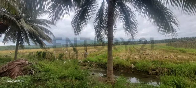 Foto de Venta de Terreno en Sosote - Rocafuerte Perfecto Para Cultivo de Ciclo Corto, Manabí