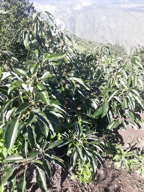 Foto de "Terreno de 5,600 m² en Venta en Puéllaro - con Árboles Frutales"